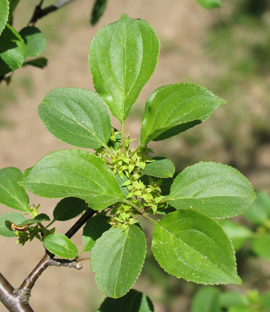 Rhamnus cathartica